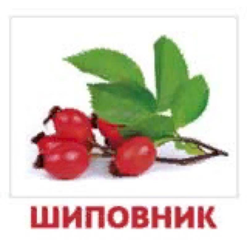 Комплект карточек 'Ягоды' Комплект карточек 'Ягоды'