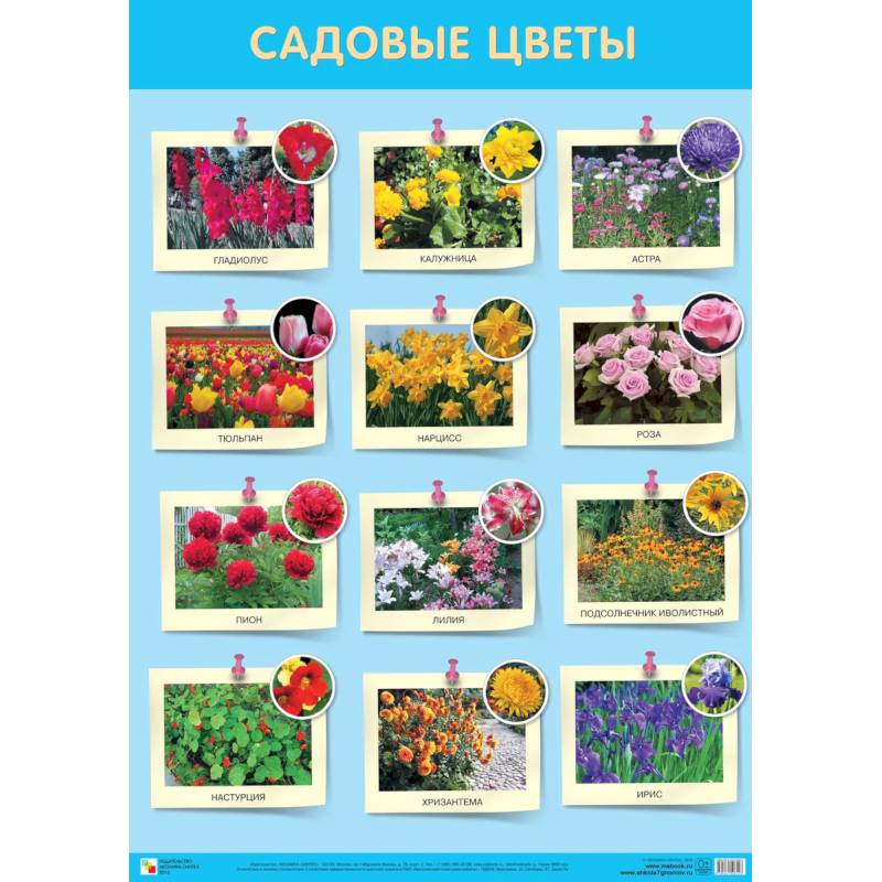 Садовые цветы Садовые цветы