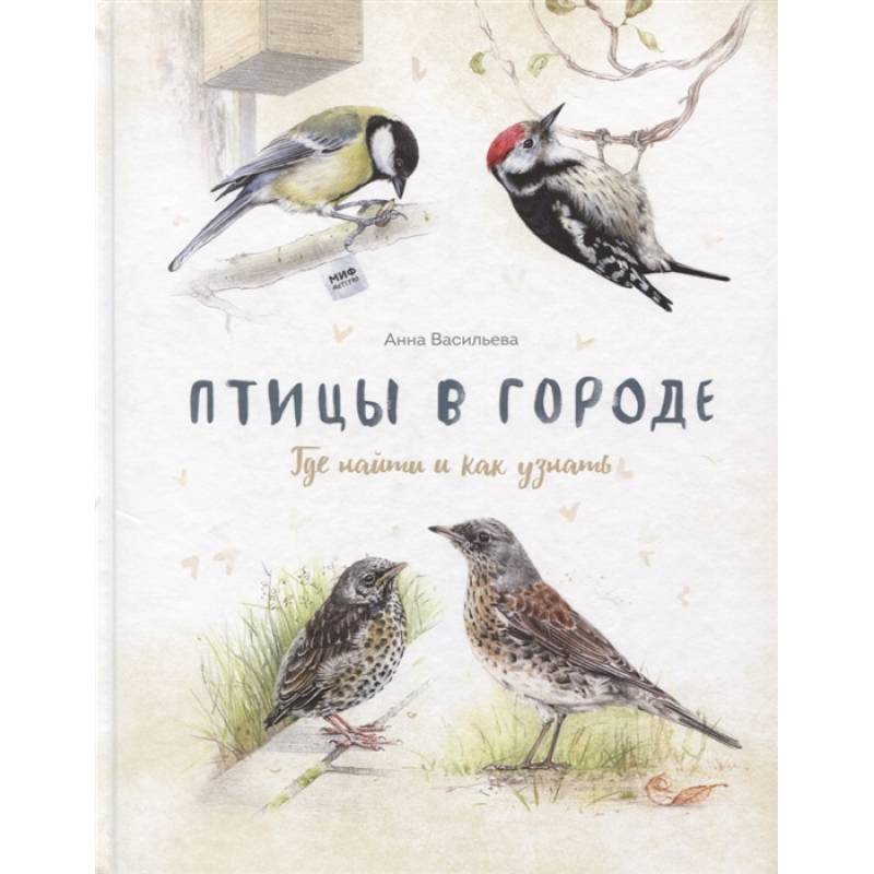 Птицы в городе. Где найти и как узнать