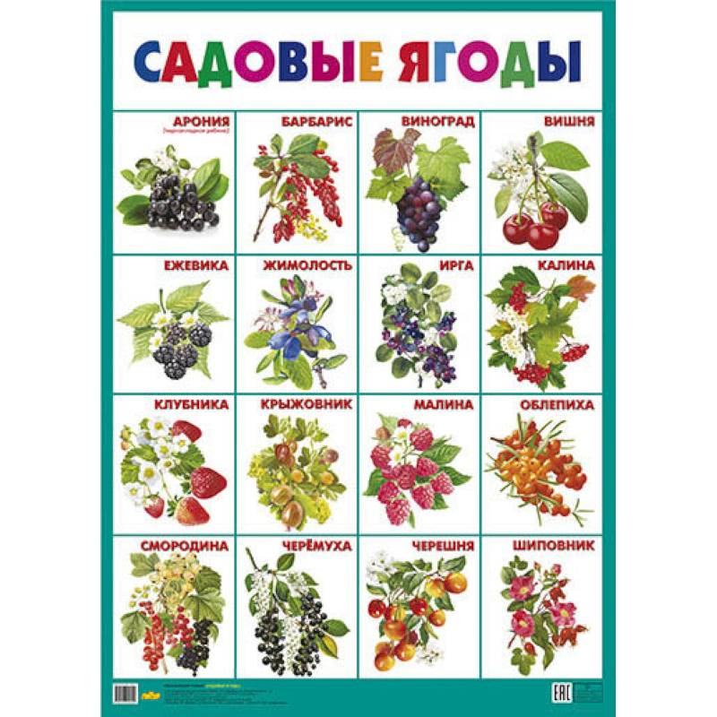 Садовые ягоды. Плакат Садовые ягоды. Плакат