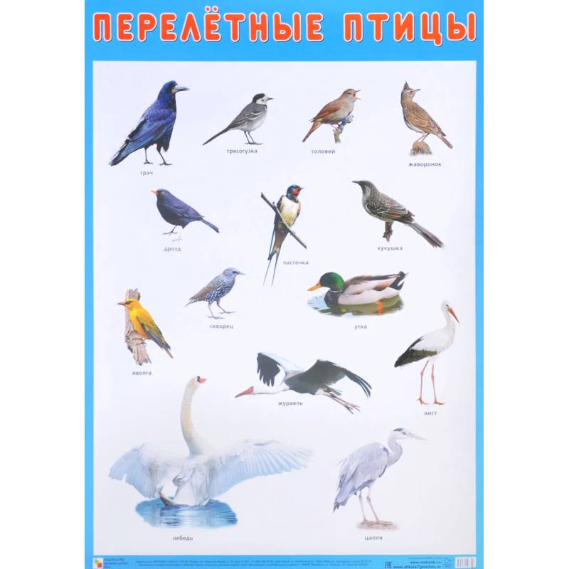 Перелетные птицы Перелетные птицы