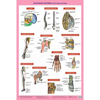 Анатомия человека. Костная система (в тубусе)