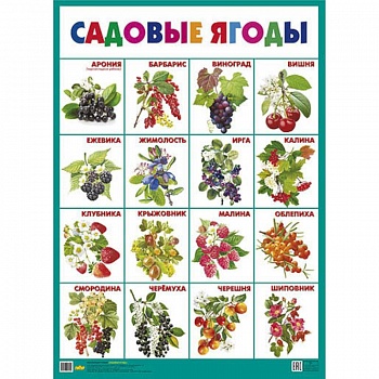 Садовые ягоды. Плакат Садовые ягоды. Плакат